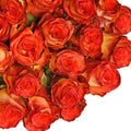 Bicolor Yellow and Red Roses 50 Stems Q472983