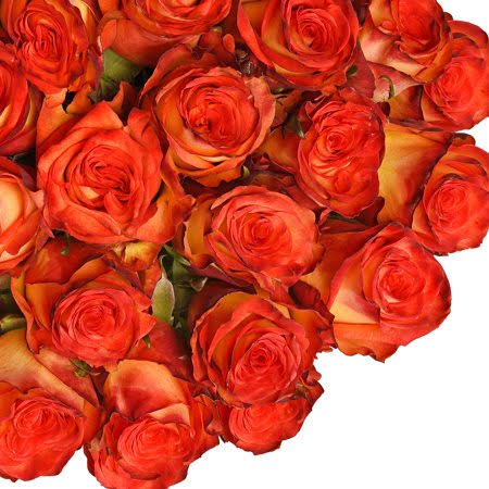 Bicolor Yellow and Red Roses 50 Stems Q472983