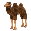 Camel 40 in Q2576